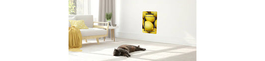 Cat resting near a stylish pet door with lemon print, set in a bright, modern living room.