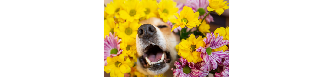 Hund grinst erfreut inmitten eines Blumenbeetes