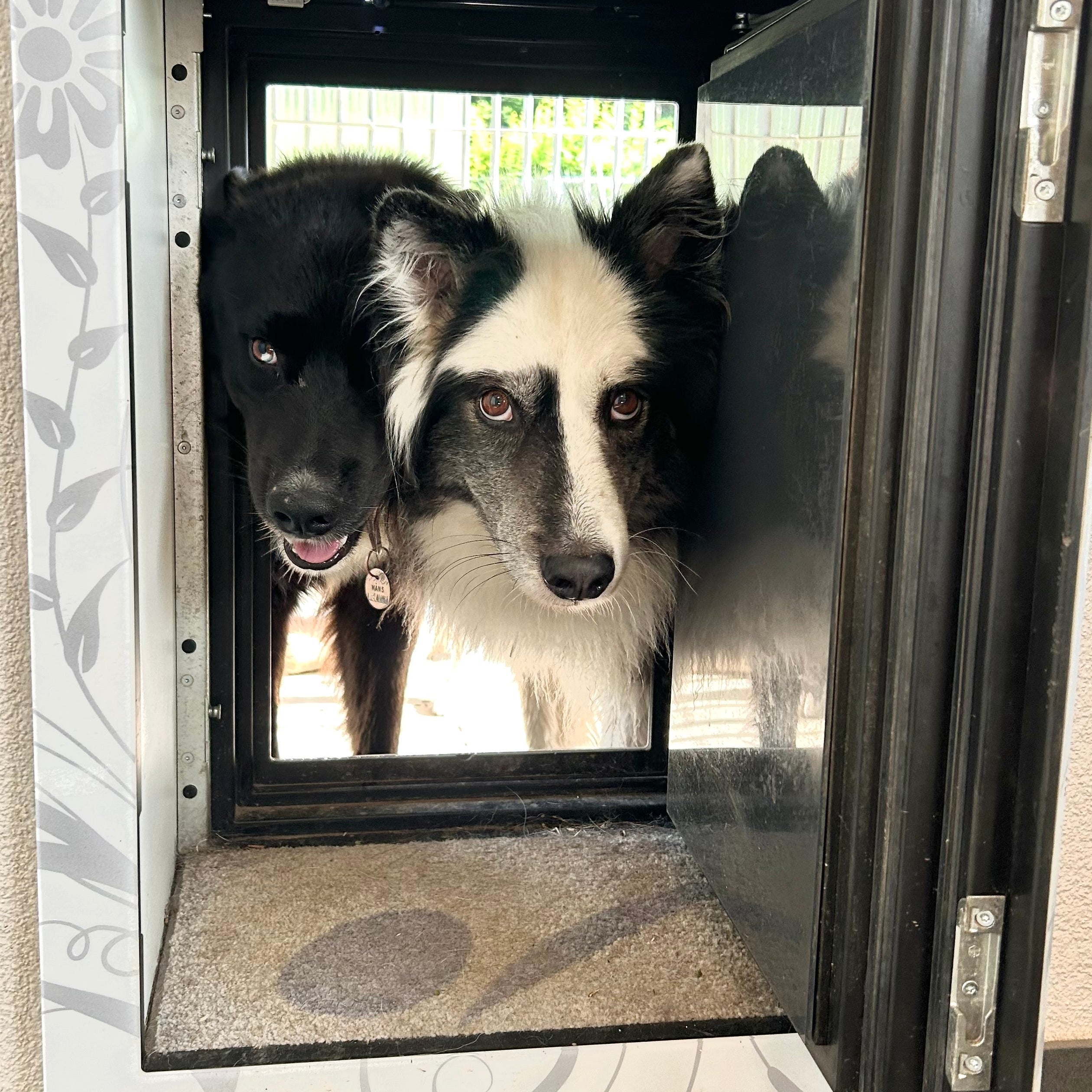 Kundenfoto: zwei Hunde schauen von draußen nach drinnen durch ihre petWALK Tiertüre
