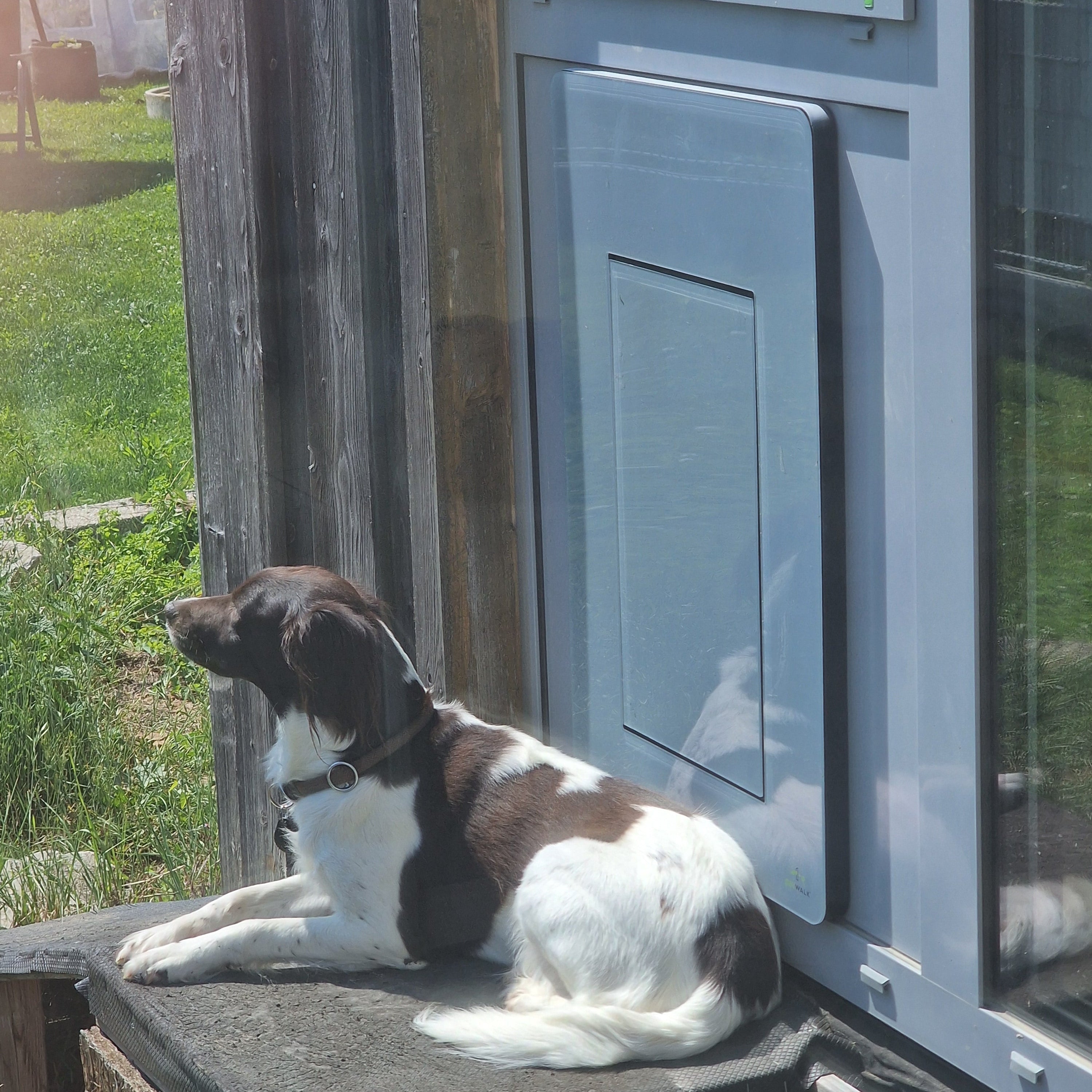 Kundenfoto: Ein Hund genießt draußen vor seiner petWALK Tiertüre die Sonne