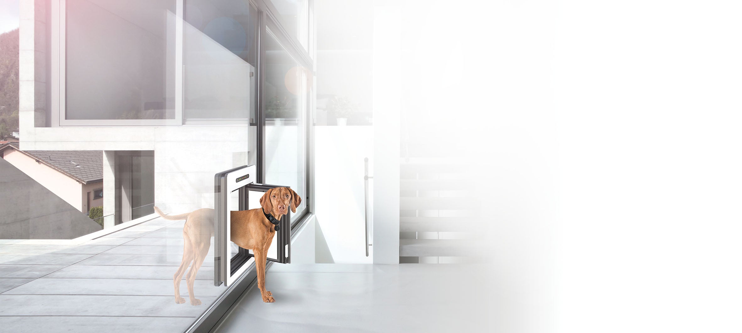 Hund der mittels RFID-Technologie durch die petWALK Tiertür geht, die in einer Glaswand verbaut ist.